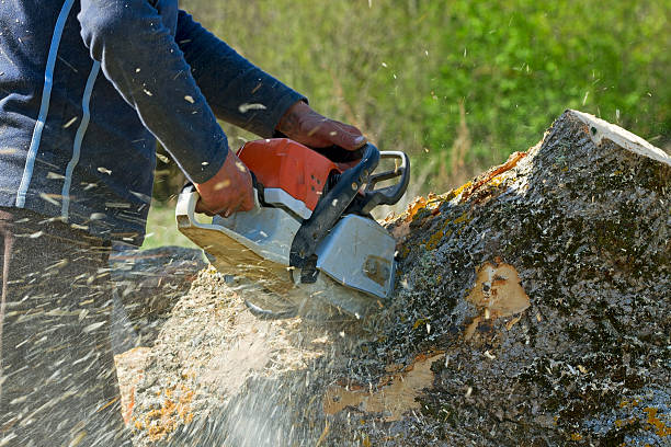 Best Tree Care Services  in Emigsville, PA